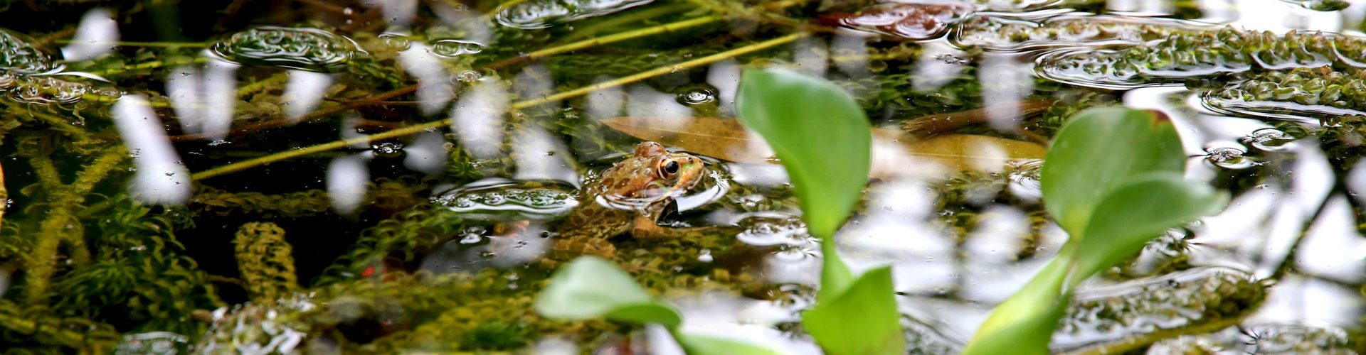 frog-nature-pond-96131