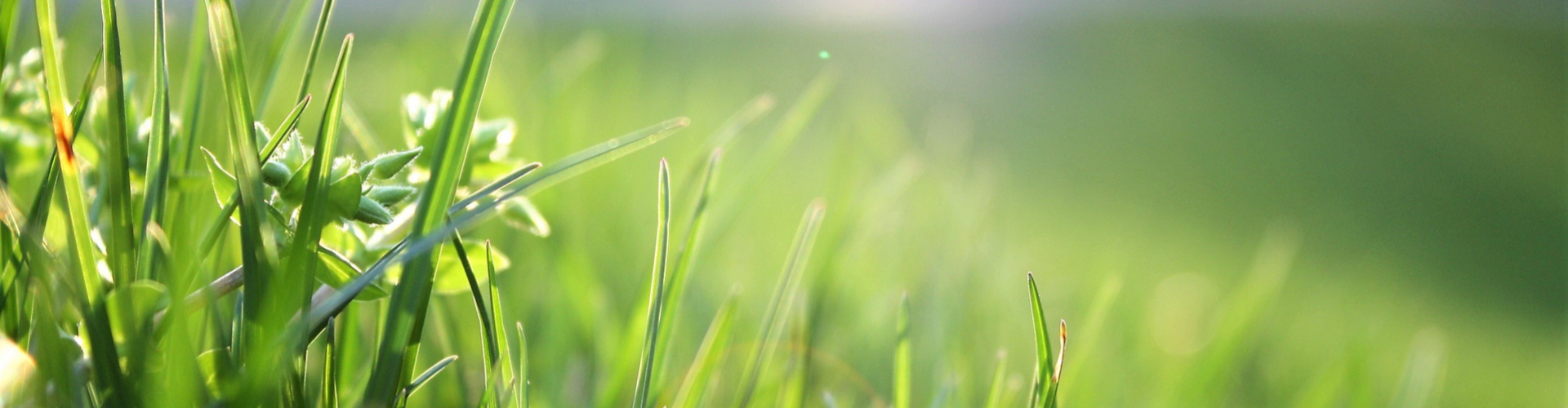 beautiful macro shot of some grass