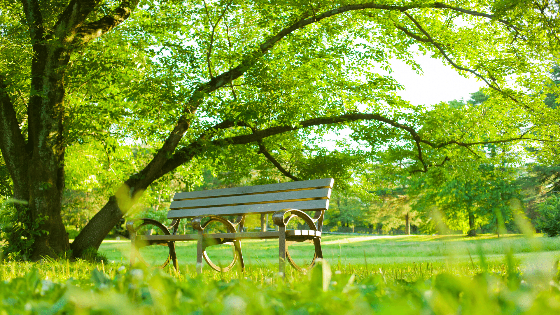 bench in a green park